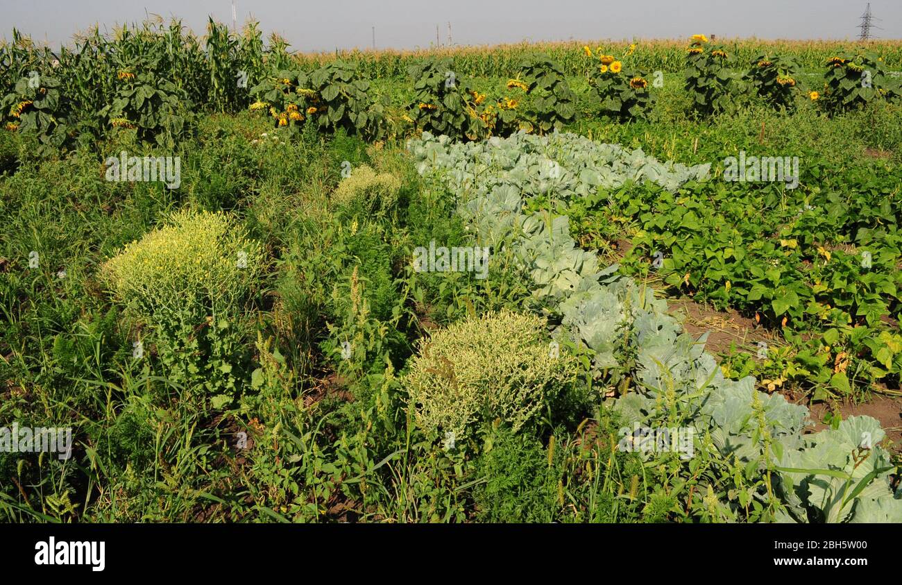 Oma`s Küchengarten im Sommer. Bio-Gartenarbeit Hintergrund. Schönheit der Sommer Natur in der Landschaft der Ukraine. Stockfoto